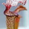 Sarracenia purpurea 'venosa' -- Rote Schlauchpflanze